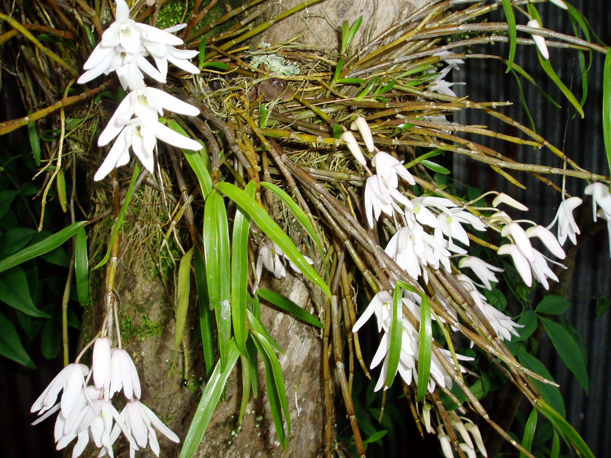 苔玉作りをしました 気ままに彩色日記